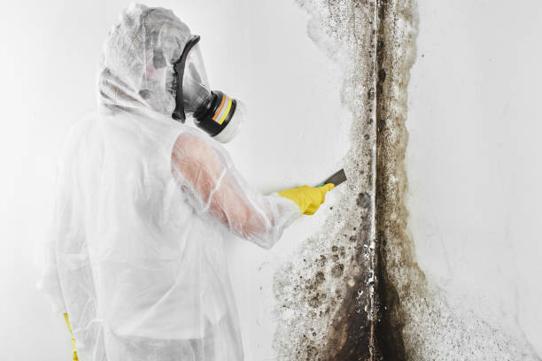 Best HVAC Mold Remediation in Yazoo City, MS