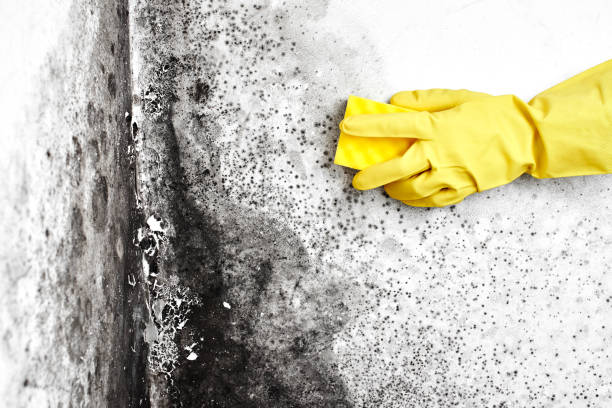 Best Industrial Mold Remediation in Yazoo City, MS