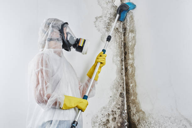 Best Commercial Mold Remediation in Yazoo City, MS