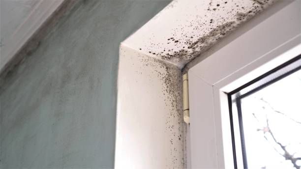 Best Localized Mold Remediation (e.g., coastal areas, humid climates) in Yazoo City, MS