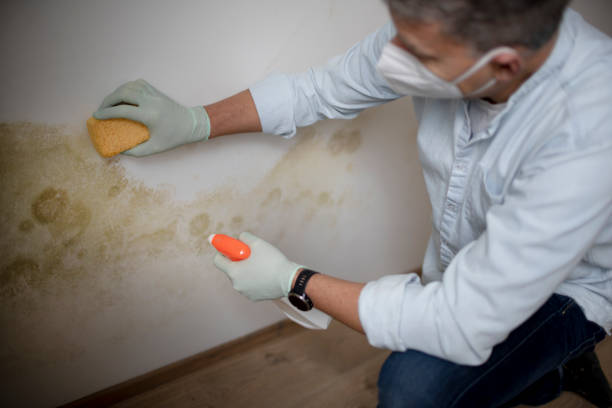 Best Commercial Mold Remediation in Yazoo City, MS