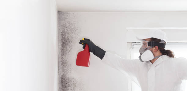 Best Health and Safety Mold Remediation in Yazoo City, MS
