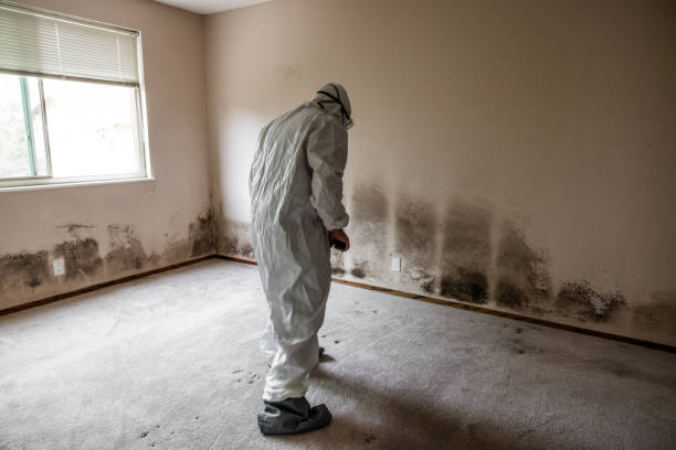 Best White Mold Remediation in Yazoo City, MS